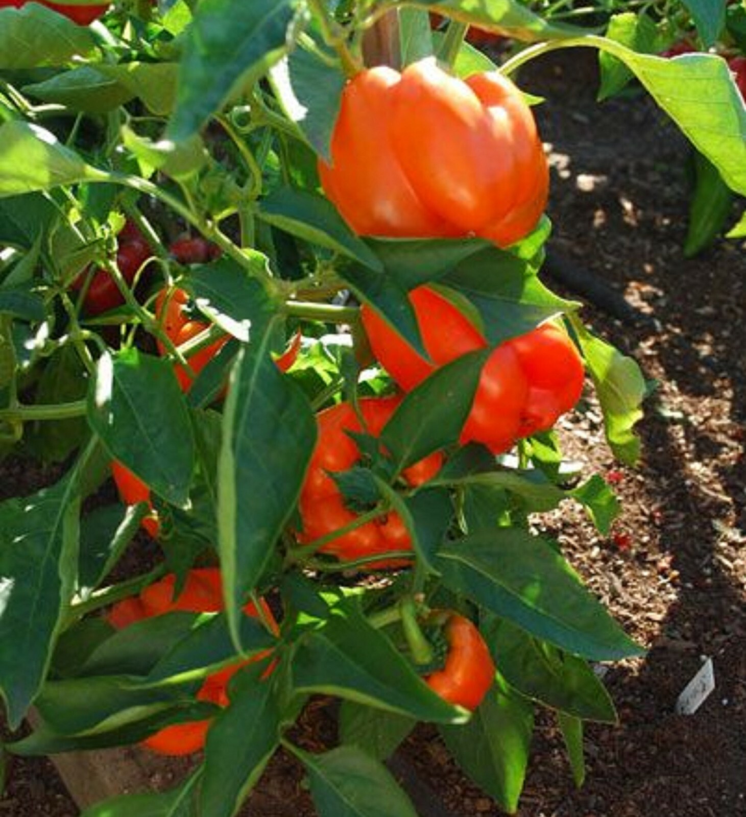 Bell Pepper Orange Sweet 15 Seeds Giant Vegetable Organic Heirloom Non GMO….