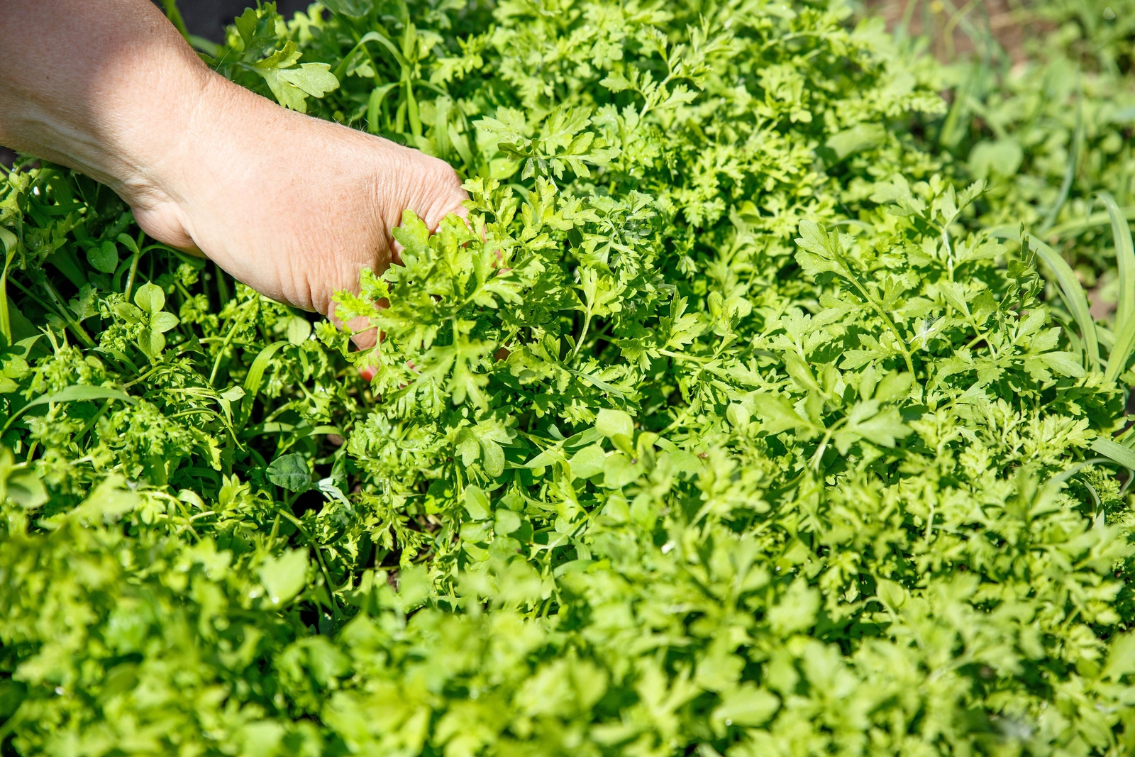 1000 Fine Curled PEPPERGRASS PEPPERCRESS WATERCRESS Lepidium Sativum Seeds
