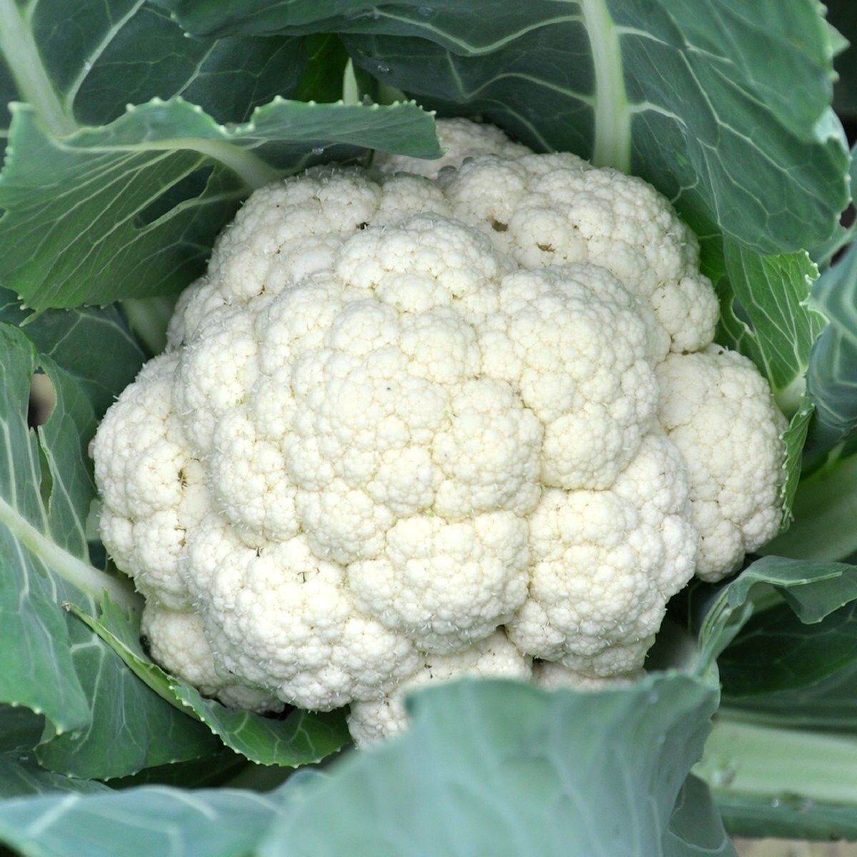 1/4 Lb Snowball Y Improved Cauliflower Seeds – Everwilde Farms Mylar Seed Packet