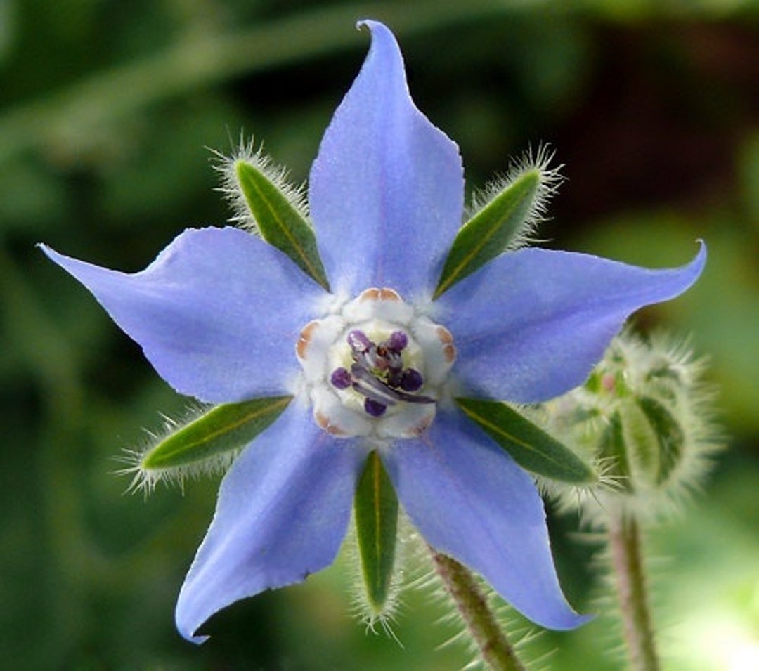 Blue Star Borage Flower/Herb Seeds. 100 Seeds. Free Shipping!