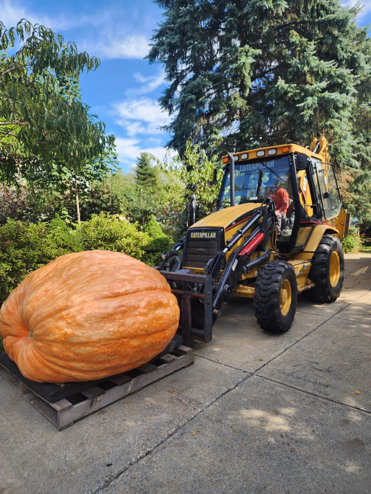 2114.5 LBS GIANT PUMPKIN SEED ATLANTIC GIANT PUMPKIN SEED
