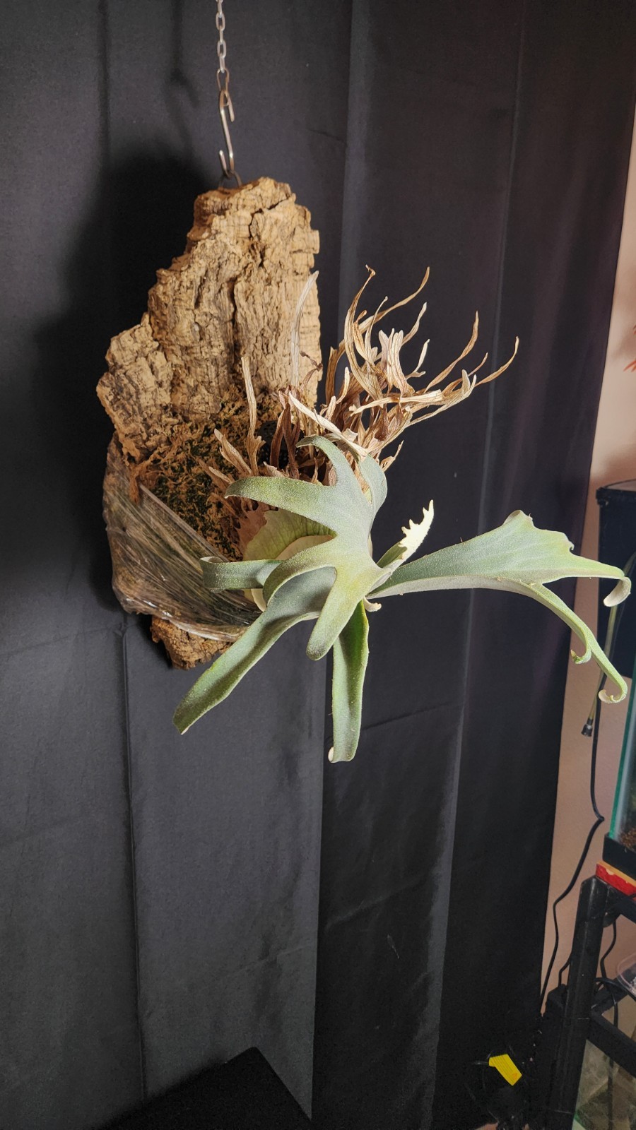 LARGE Auburn River Platycerium Veitchii Mother Plant On Cork Mount