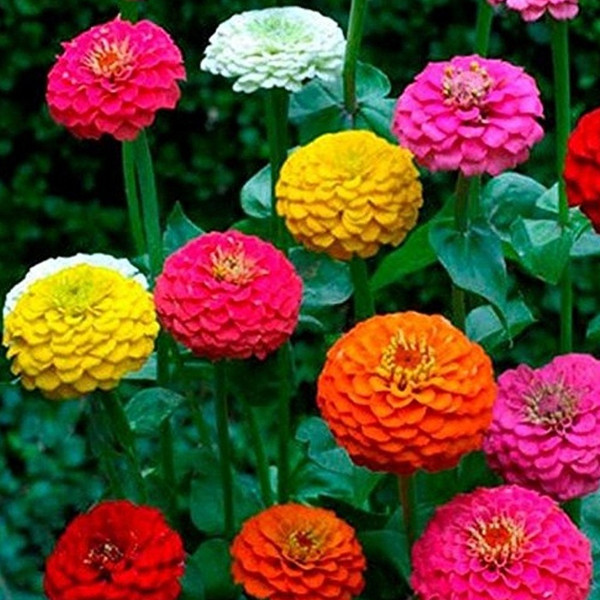 Zinnia California Giant Mix Seeds 100+ Flower COLORFUL BLOOMS USA FREE SHIPPING
