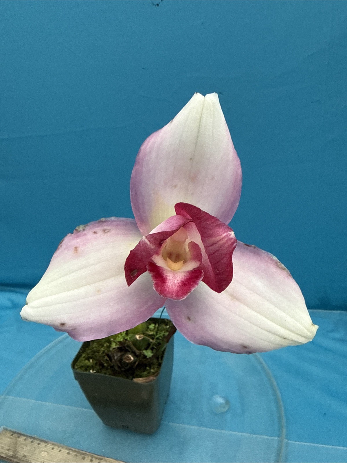 Lycaste Spring Chorus Pink White Red Exact Blooming Orchid Hybrid 4” Pot
