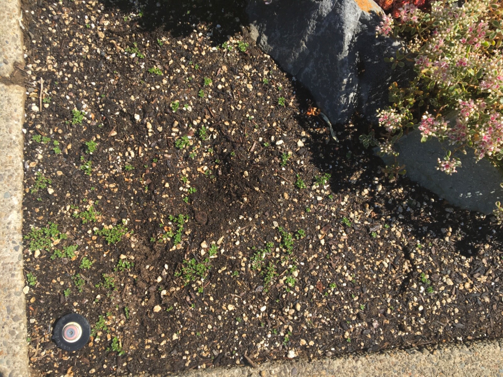 5,000 CREEPING ELFIN THYME SEEDS FOR GRASS REPLACEMENT, ROCK GARDENS, ETC.