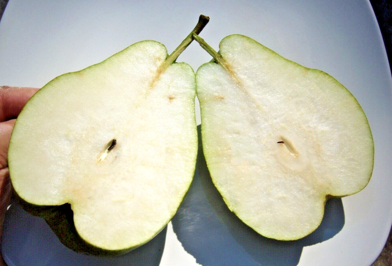 20 Giant Fruit Bartlett pear tree cuttings scions, Great producer delicious pear
