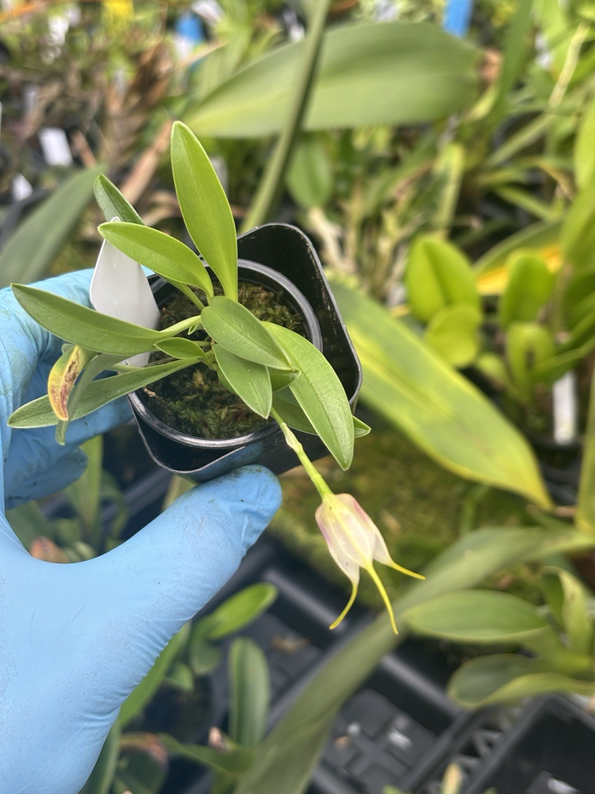 Masdevallia tinekeae very rare miniature orchid species Peru in SPIKE