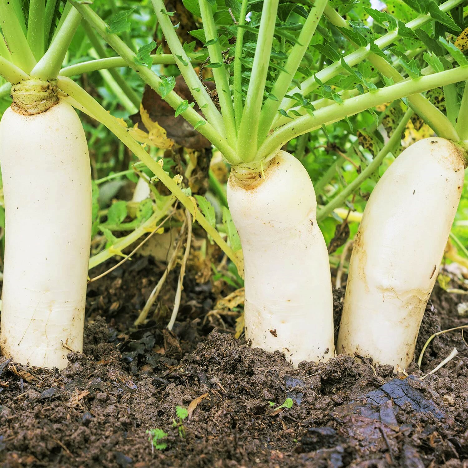 Daikon Radish Seeds | White Carrot Japanese Chinese Mu Asian Vegetable Seed 2024