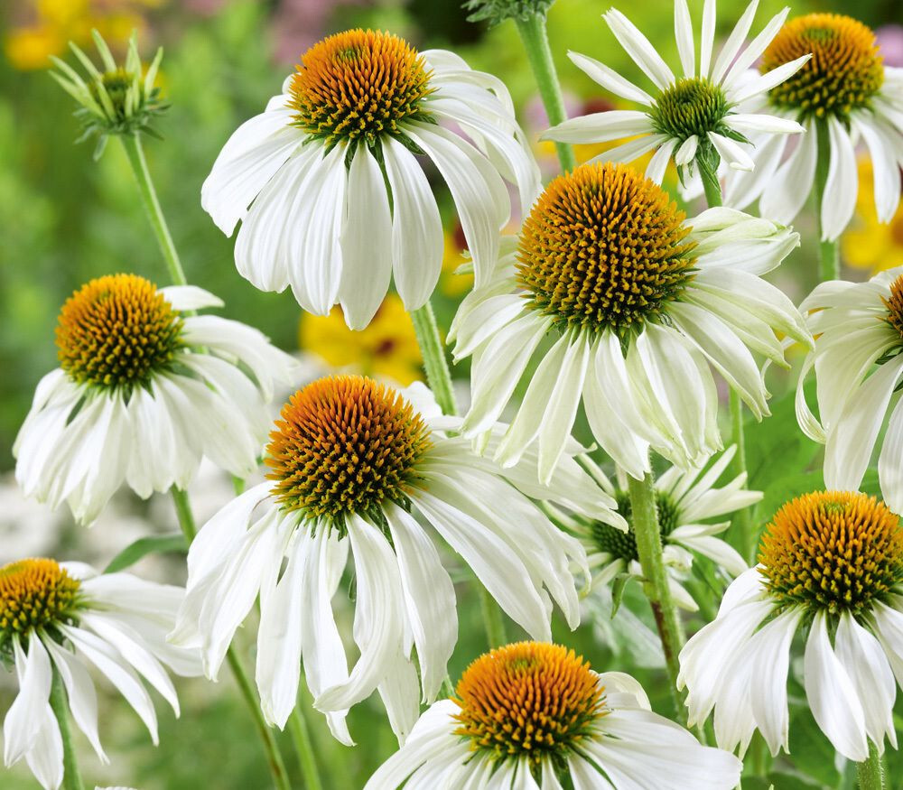 Echinacea White Swan Coneflower 25 Plants in 3-1/2 inch Pots