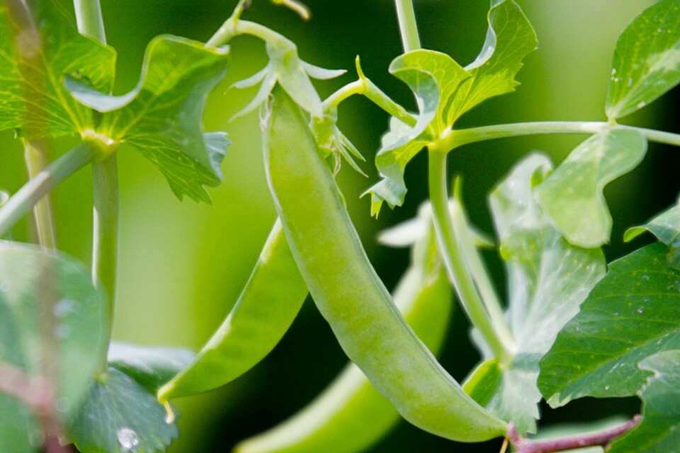50+ Sugar Snap Pea Seeds HEIRLOOM-NON-GMO, Always Fresh Seeds for Your Garden