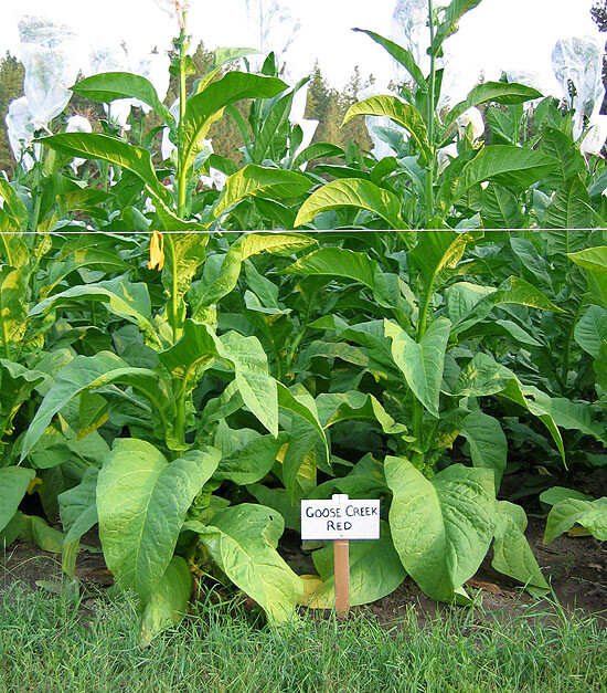 1000 Goose Creek Red Tobacco Seeds ~ Heirloom ~ Dark Virginian Tobacco