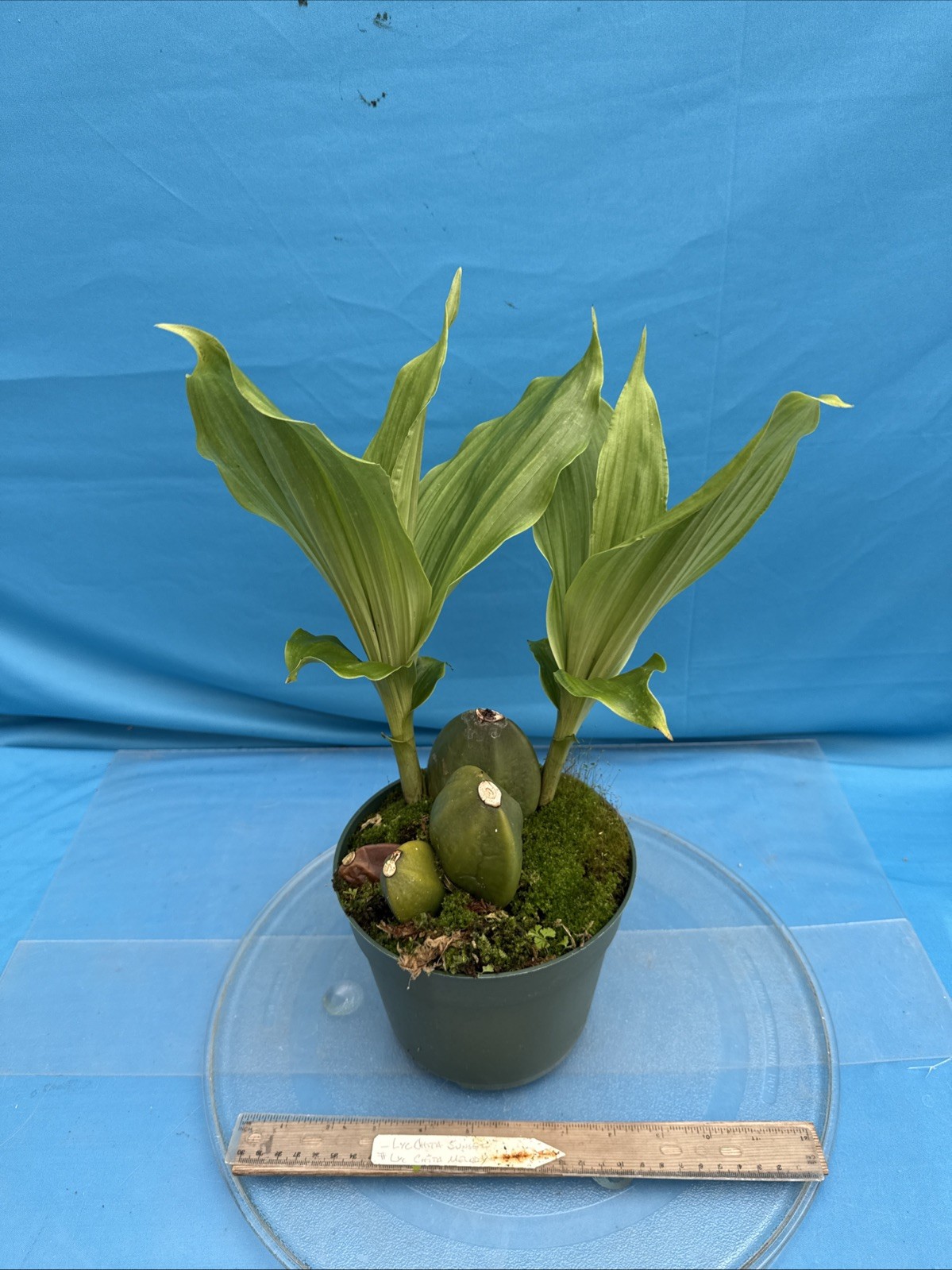 Lycaste Chita Sunset x Cita Melody Pink Red 2 New Growths Orchid Hybrid 7” Pot