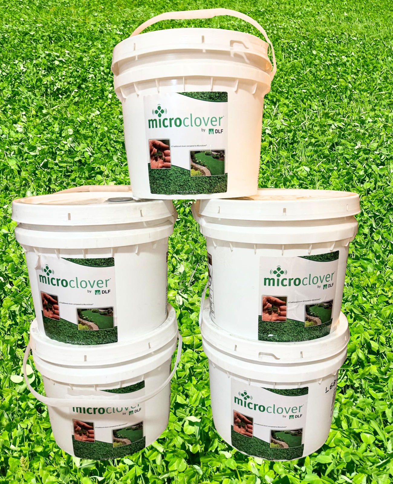 Lawn Seed Feed Micro Clover – 8Oz Nitro-Coated 120000 Total Seed – Transform