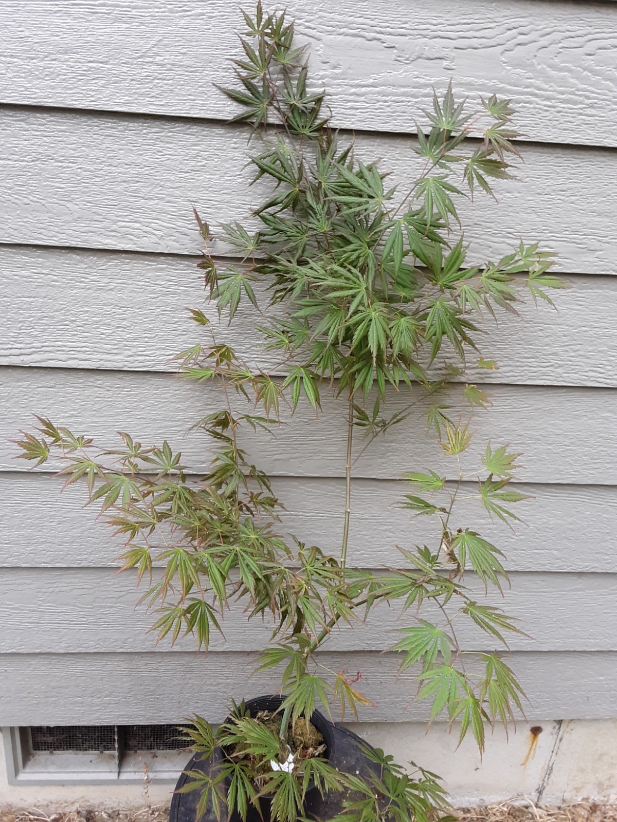 Rare Japanese maple 5yr “Bronze Age”