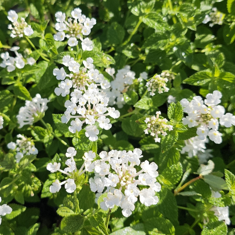 Trailing White Lantana Plug Plant – 2-4″ Tall – White Flowering Trailing Plant
