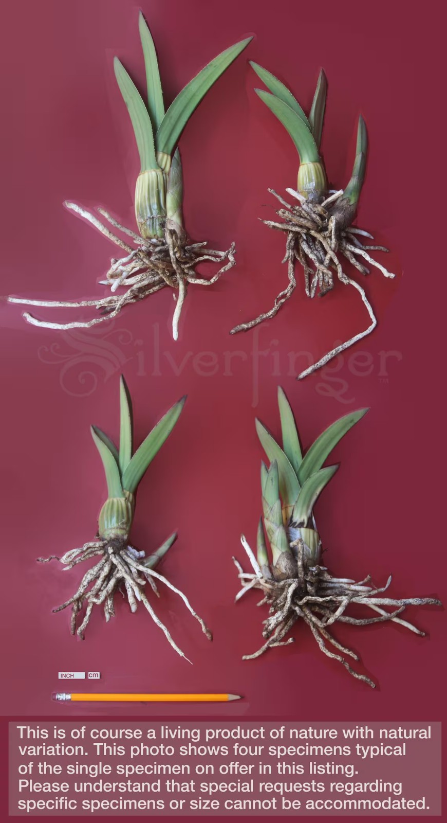 Eulophia petersii – Succulent Arid Desert Orchid Species
