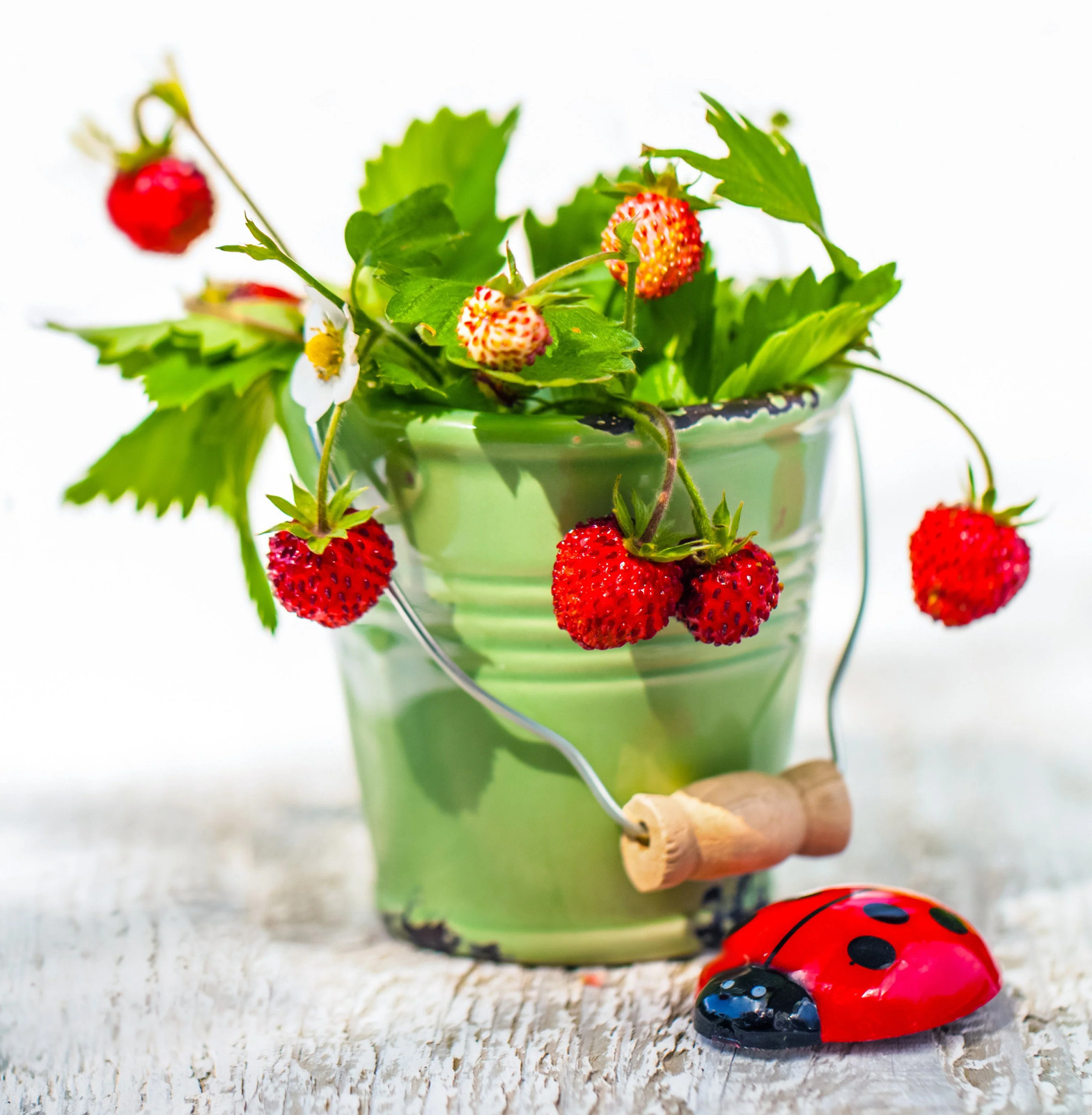 50 ALEXANDRIA STRAWBERRY Everbearing Alpine Fragaria Vesca Red Berry Fruit Seeds