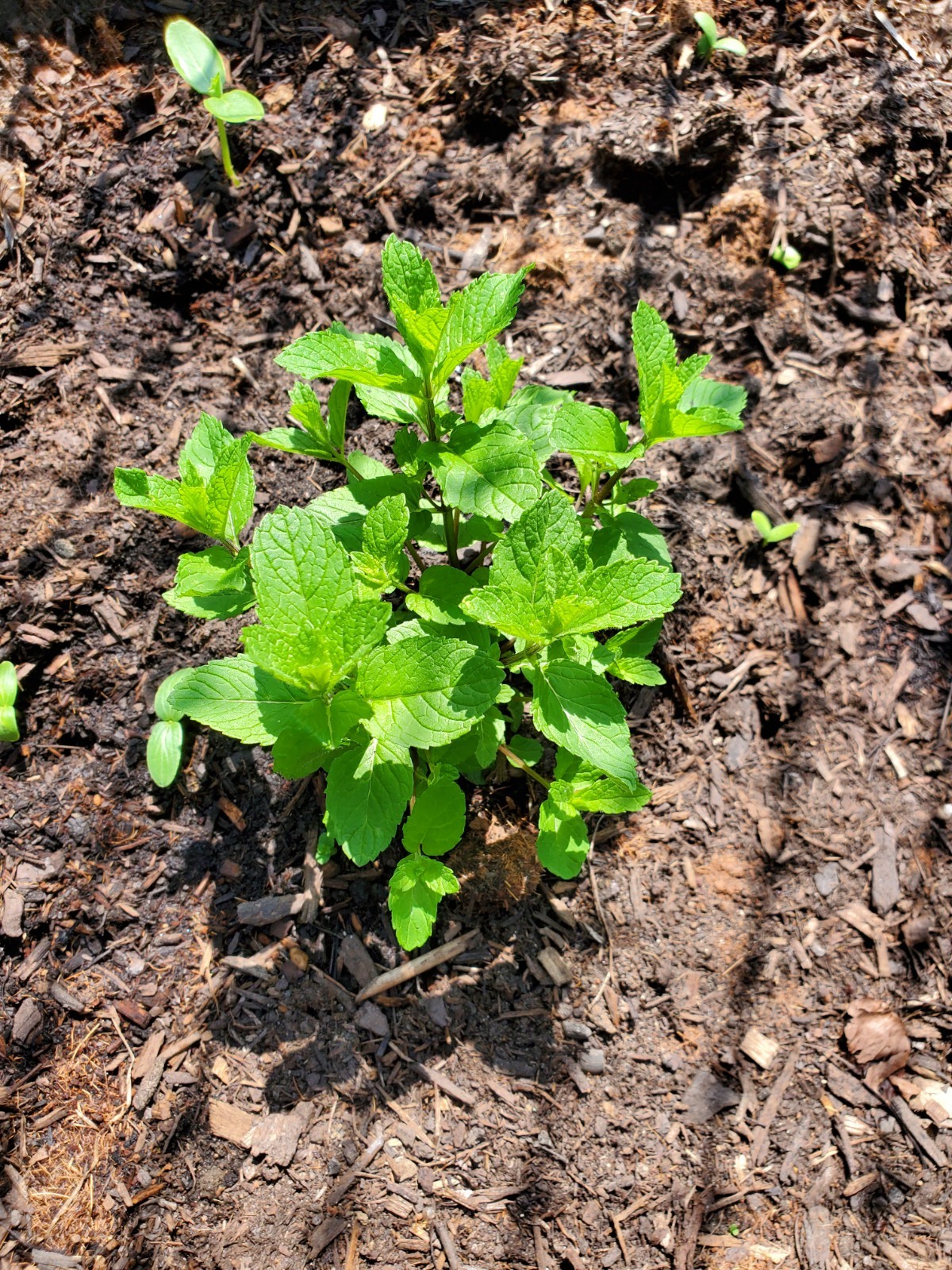Mojito mint live plant roots