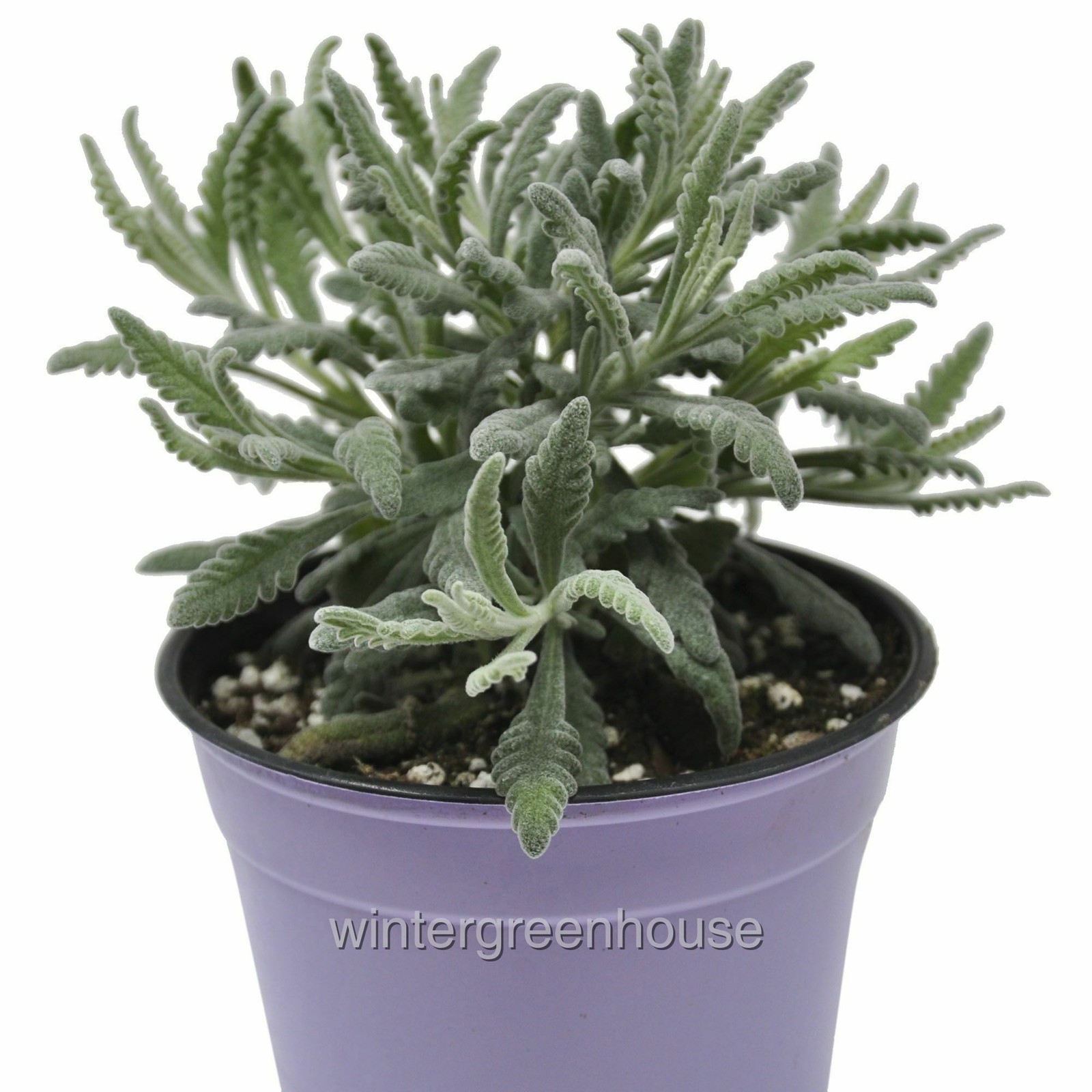 Lavandula angustifolia, Goodwin Creek, Herb Lavender, Container Size: 3.5″