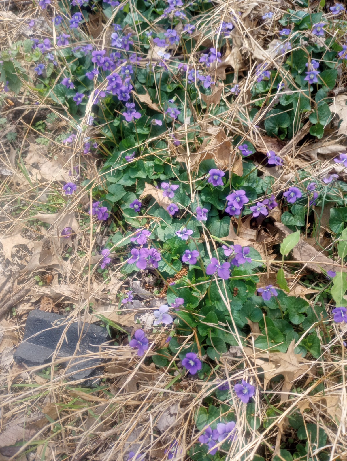 (12) Twelve – Wild Violet Flower Plant Purple Viola, Bareroot Rhizomes Bulbs