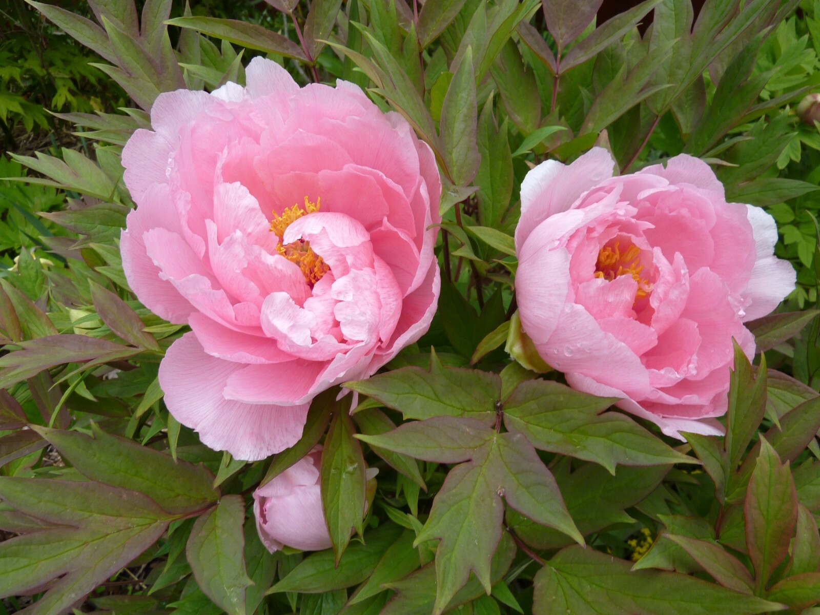 Tree Peony, Paeonia suffruticosa, Seeds