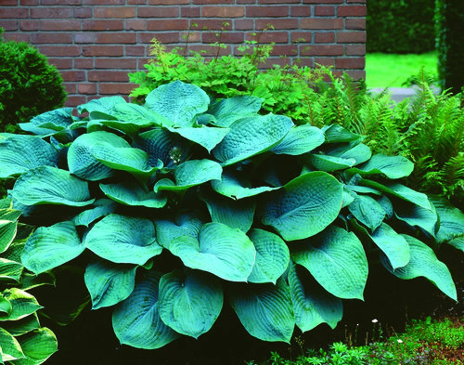 3 Hosta Big Blue Mixed -Perennial Bare Roots! Shade Loving Plant