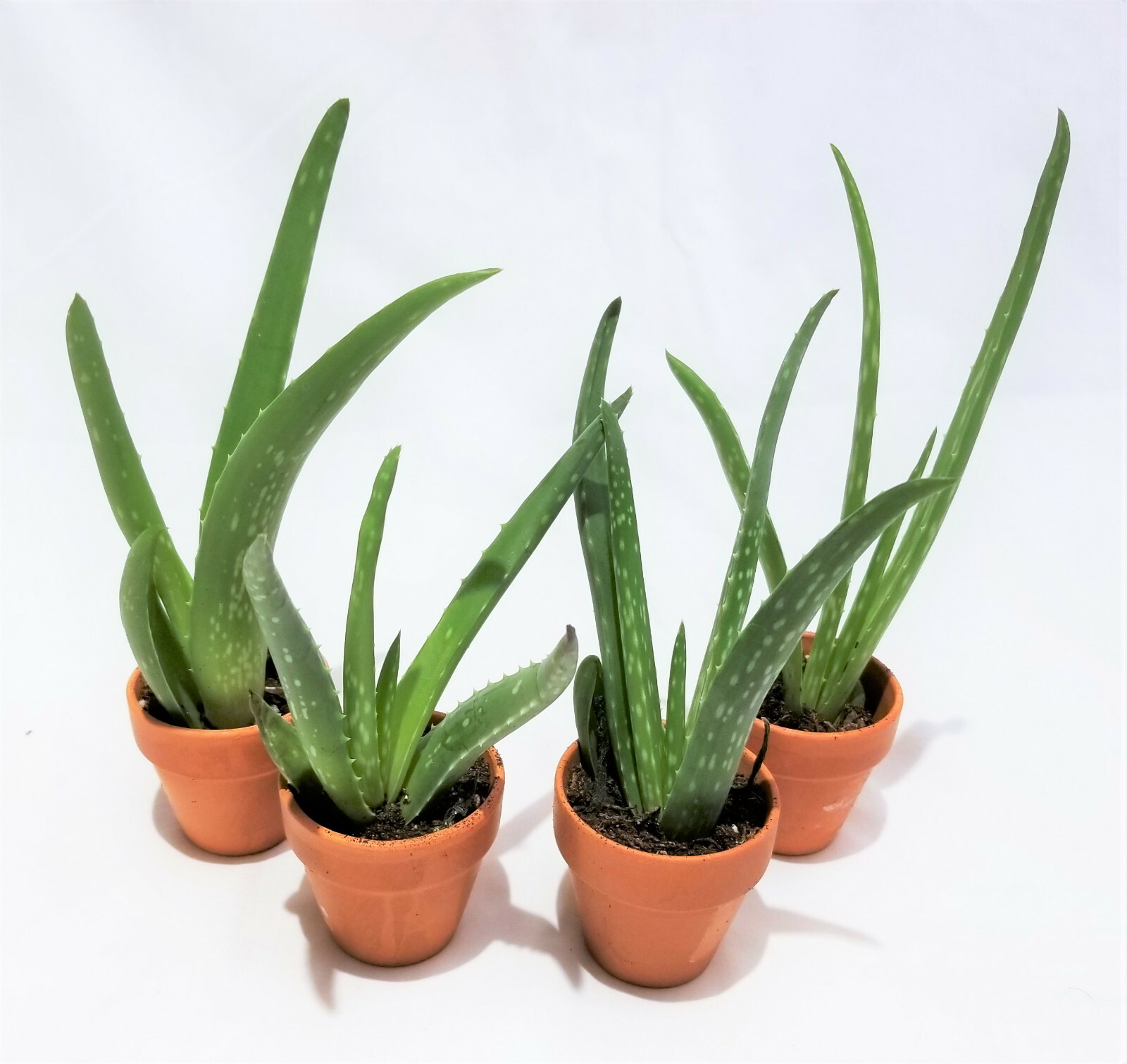 Set of 4, 4″-8″ Organic Aloe Vera Succulent Plants, Homeopathic Herbal Medicinal