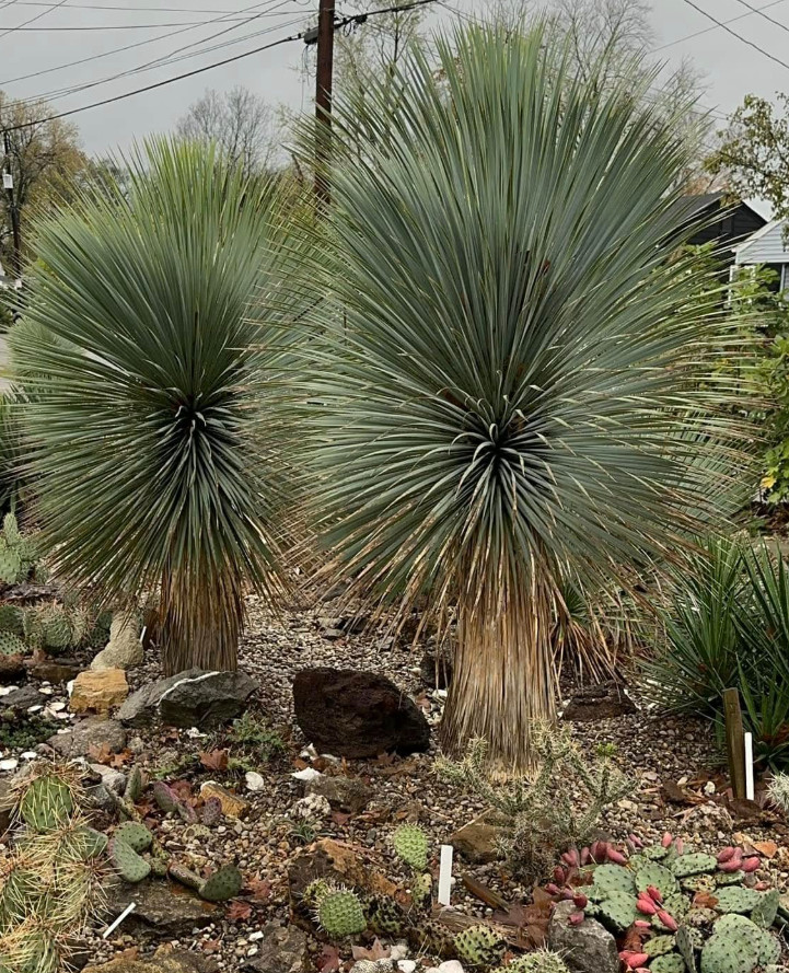Live Yucca Rostrata ‘Silver Select’ Plant – 3 Gal Pot – No Ship to CA