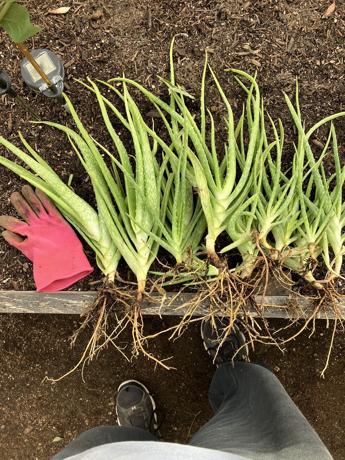 Bulk Lot Large Aloe Vera Not Edible 8”-13” Freshly Harvested Per Order