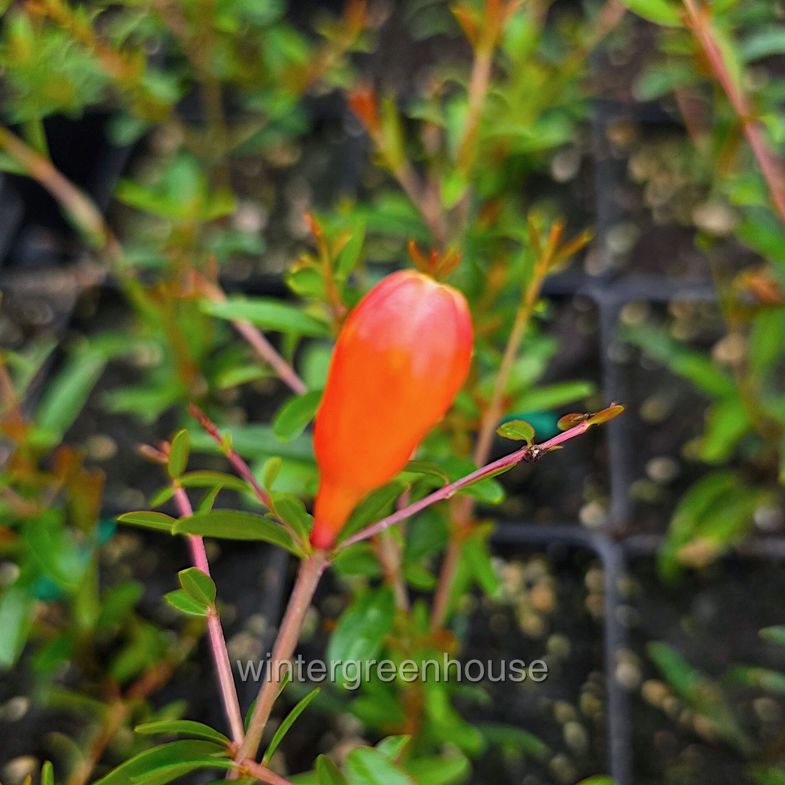 Punica granatum nana, Bush, Dwarf Pomegranate, Container Size: 3″ (2.6×3.5″)