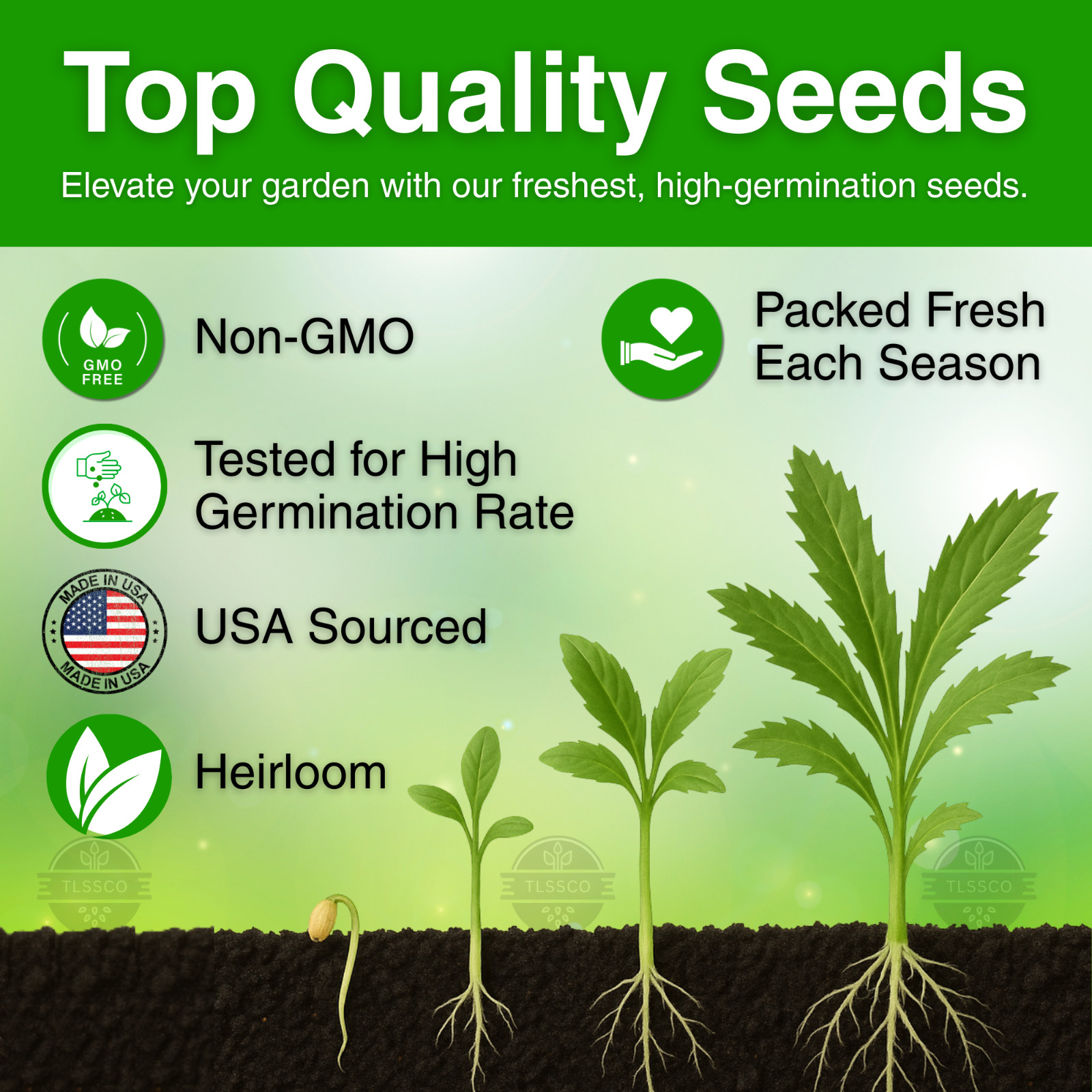 3000 Culantro Seeds NGO GAI Sawtoothfitweed, spiritweed, Stinkweed, Coriander