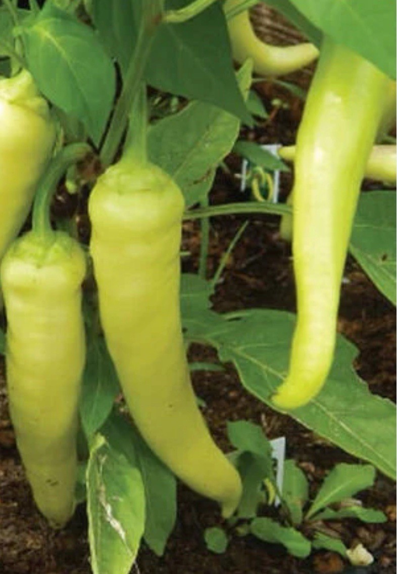 Sweet Banana PEPPER LOT OF 3 Hot Pepper LIVE PLANTS