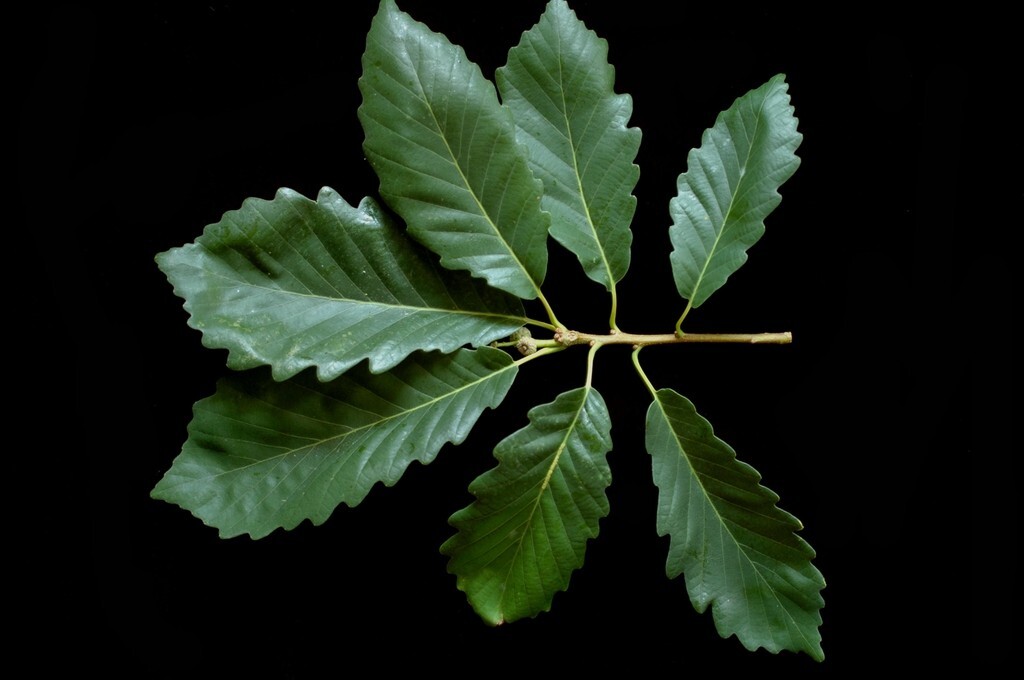 Chestnut Oak (4) TREES 13-18″ in (with a free Orange Tree)