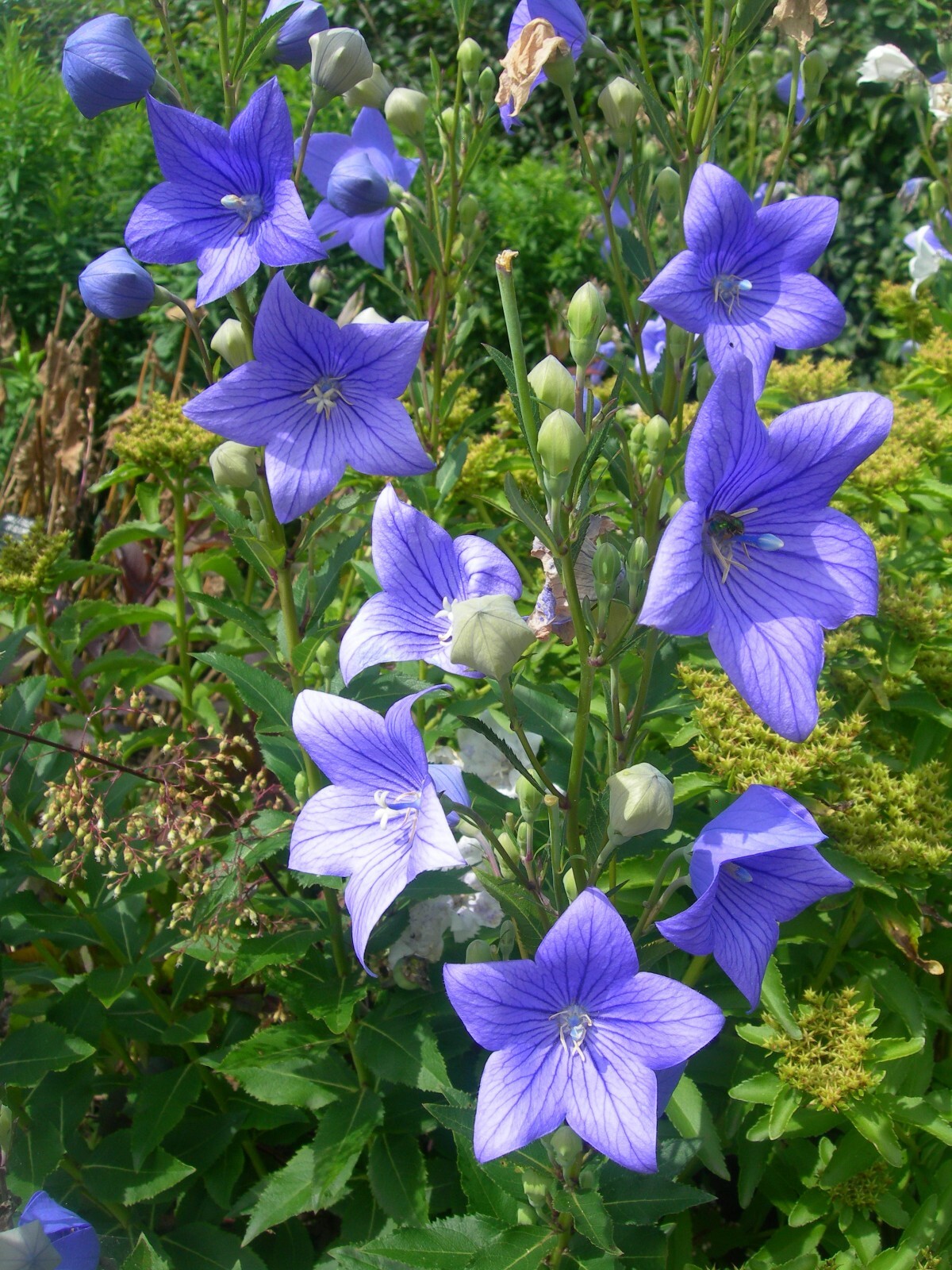 500 Balloon Flower Toraji Platycodon grandiflorus Non-GMO Free Shipping