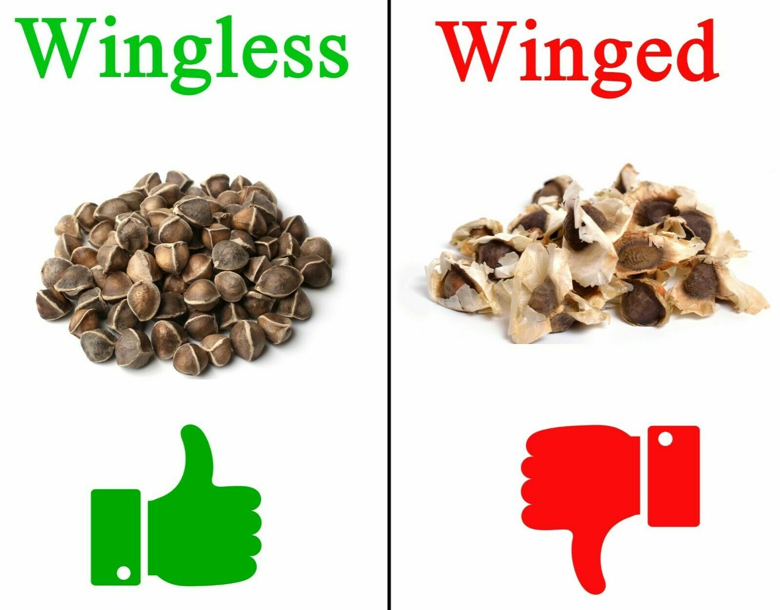 400 Moringa Oleifera Seeds 4 oz. WINGLESS Fresh Organic Semillas de Moringa Tree