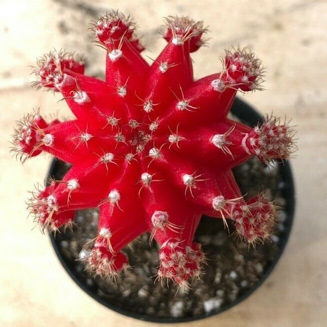 Gyncocaleum Mihanovichii Friedrichii ‘Moon Cactus’ ‘Red’, Comes in a 2.5″ Pot