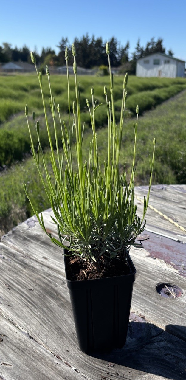 Live Grosso Lavender Plant | 6″ Pot | Farm-Grown Sequim WA | Fragrant French