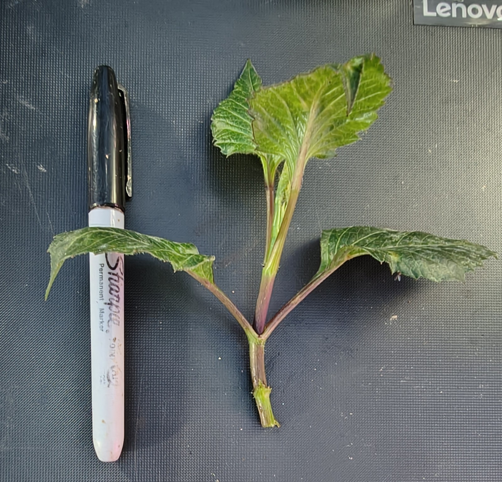 10 Unrooted Dahlia Cuttings