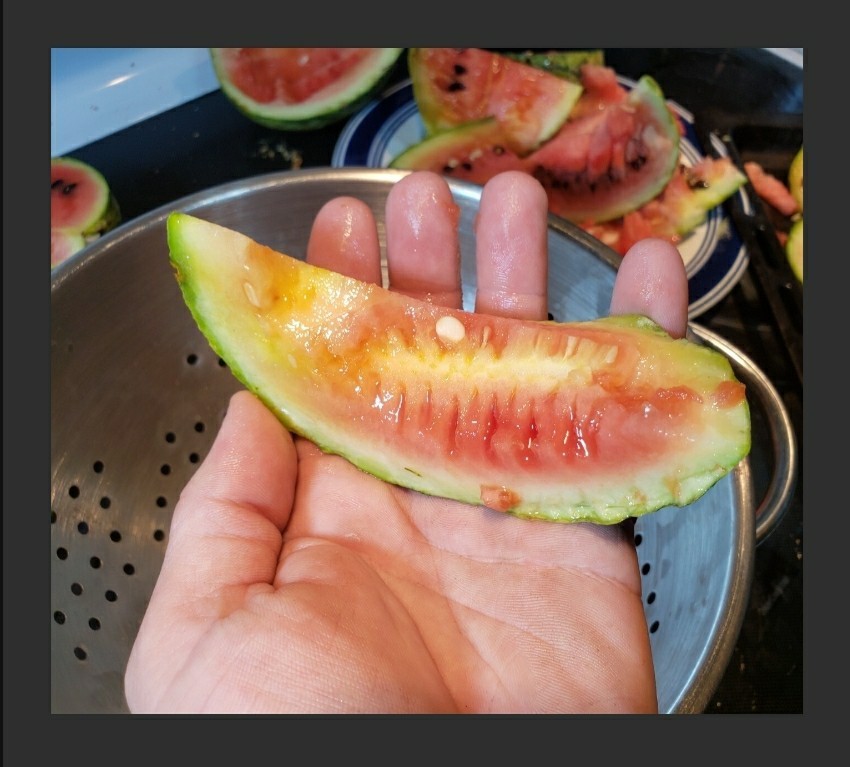 Rainbow Watermelon Seeds – Multi Colored Flesh – Sweet & Crisp Tropical Flavors!