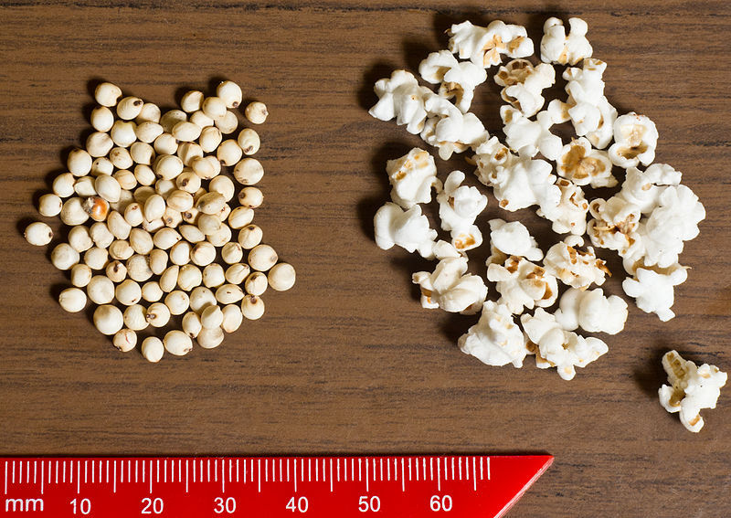 75 WHITE POPPING SORGHUM Bicolor Snack Vegetable Flour Grain Seeds *Combined S/H