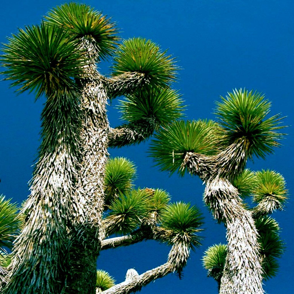JOSHUA TREE SEEDS “Largest Yucca Plant” Cactus Cacti Succulent Palm Flower RARE!