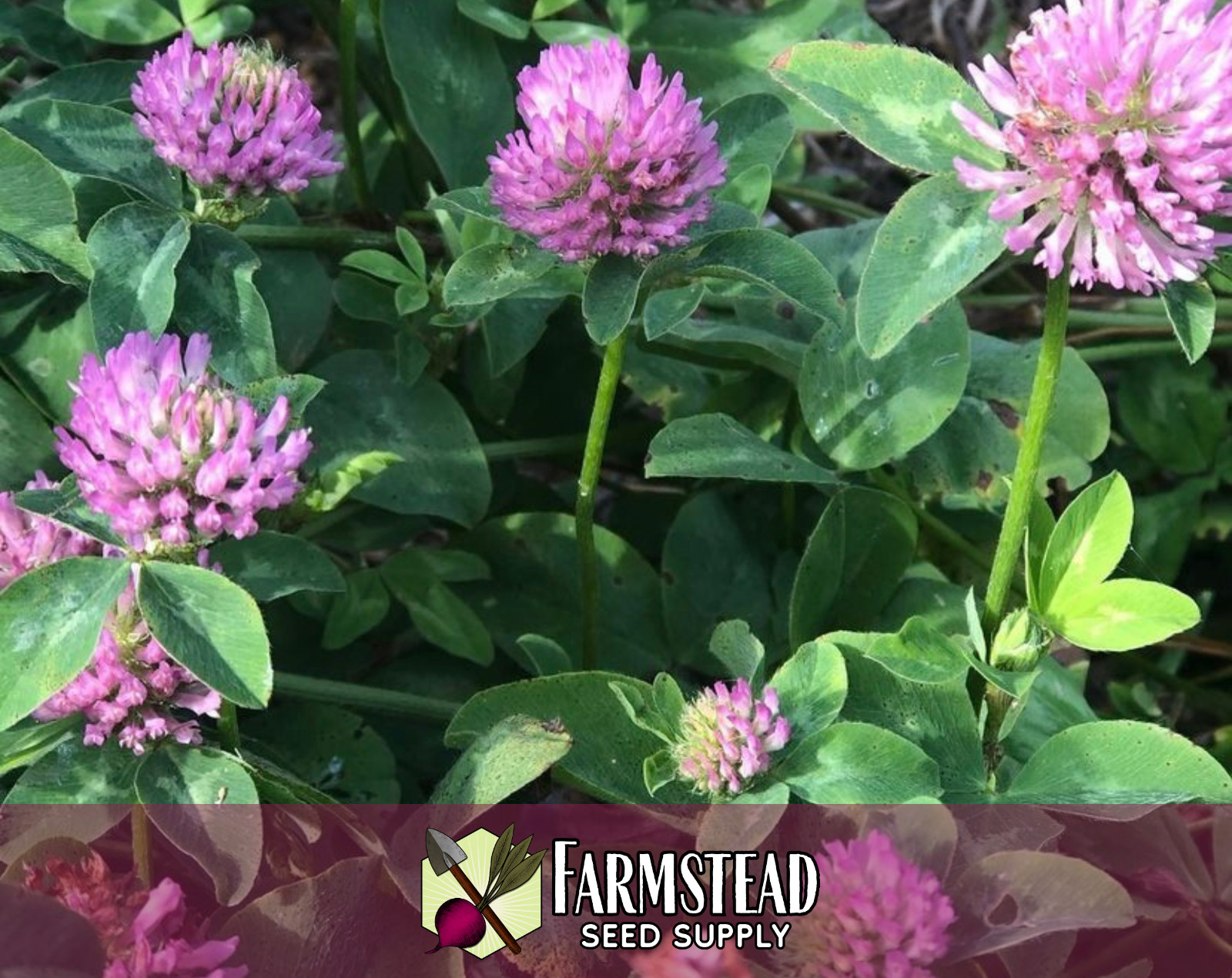 5,700+ Red Mammoth Clover Seeds | Butterfly/Bee Pollinator Flower Gardening