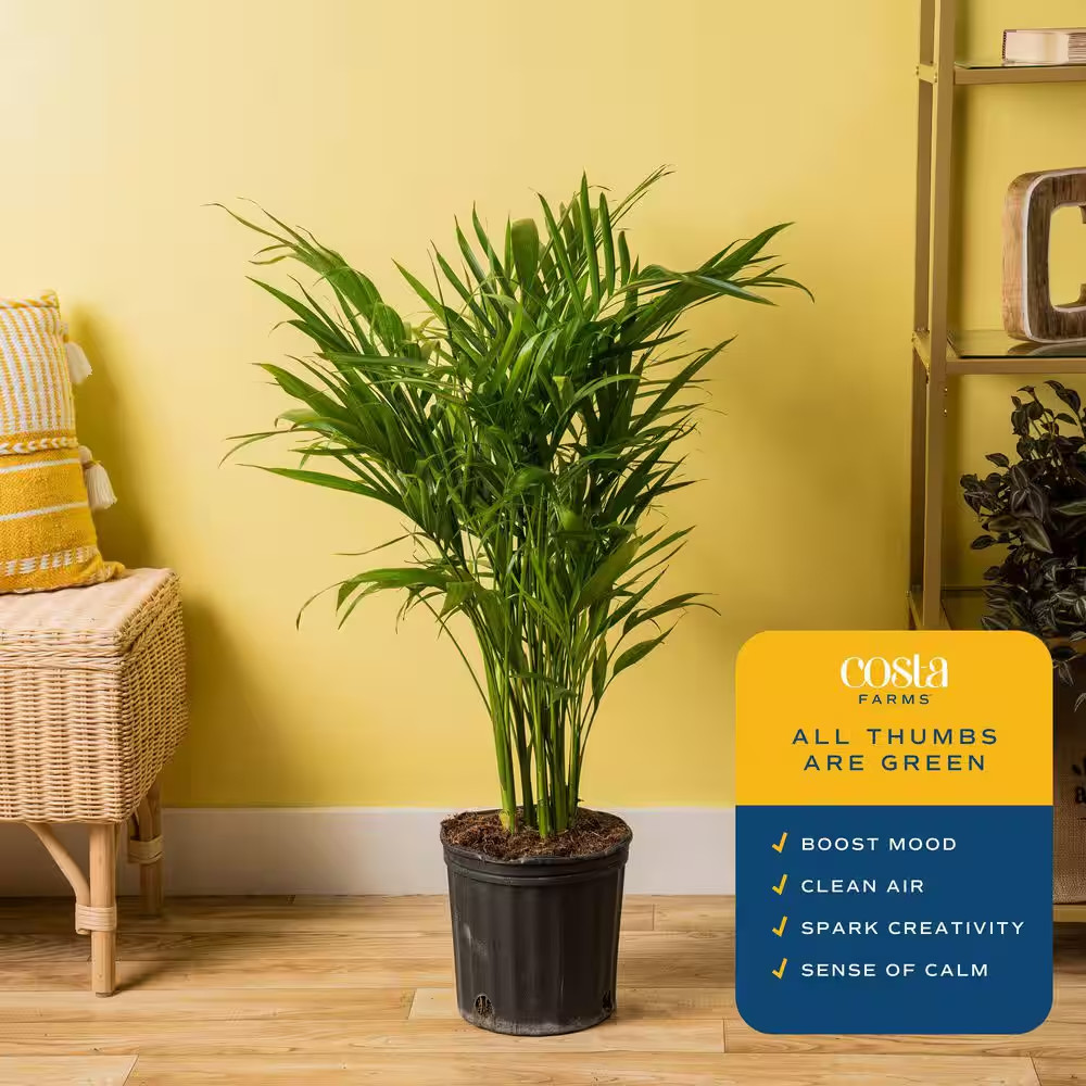 Cateracterum Indoor Palm (Cat Palm) in 8.75 In. Grower Pot, Avg. Shipping Height