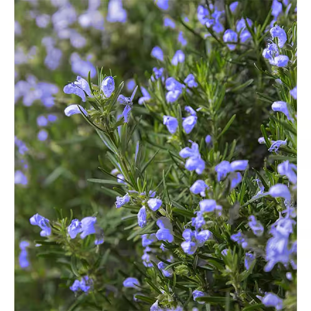 2.5 Qt. Rosemary Officinalis Perennial (4-Pack)