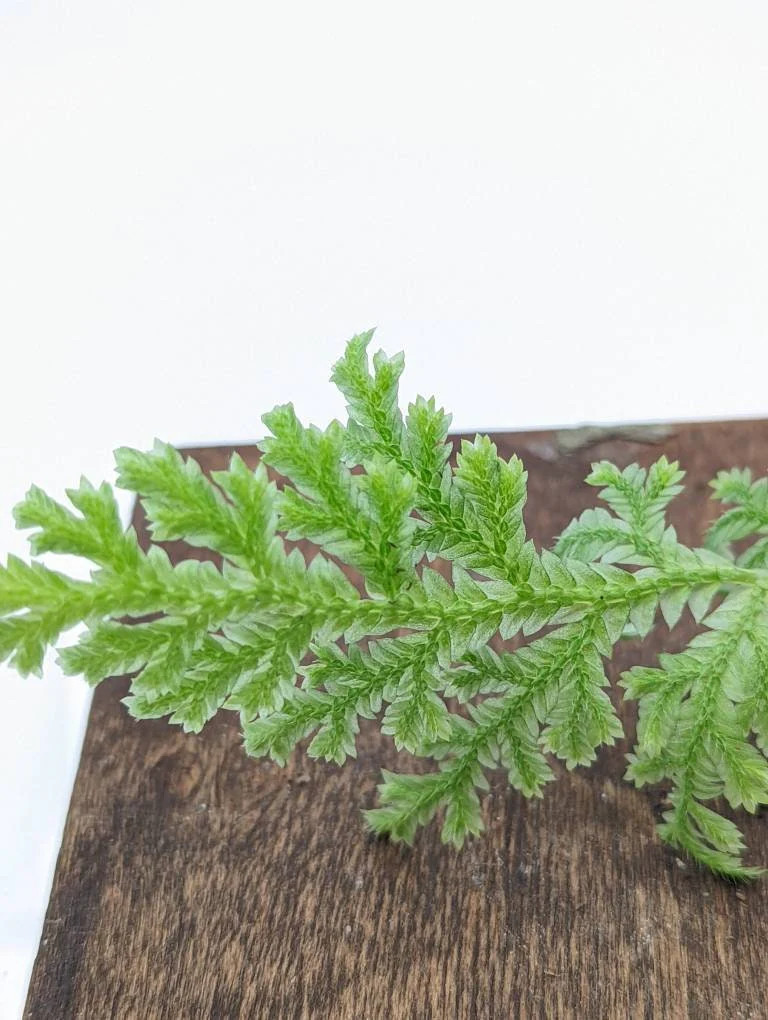 Selaginella sp. white peru [cutting]