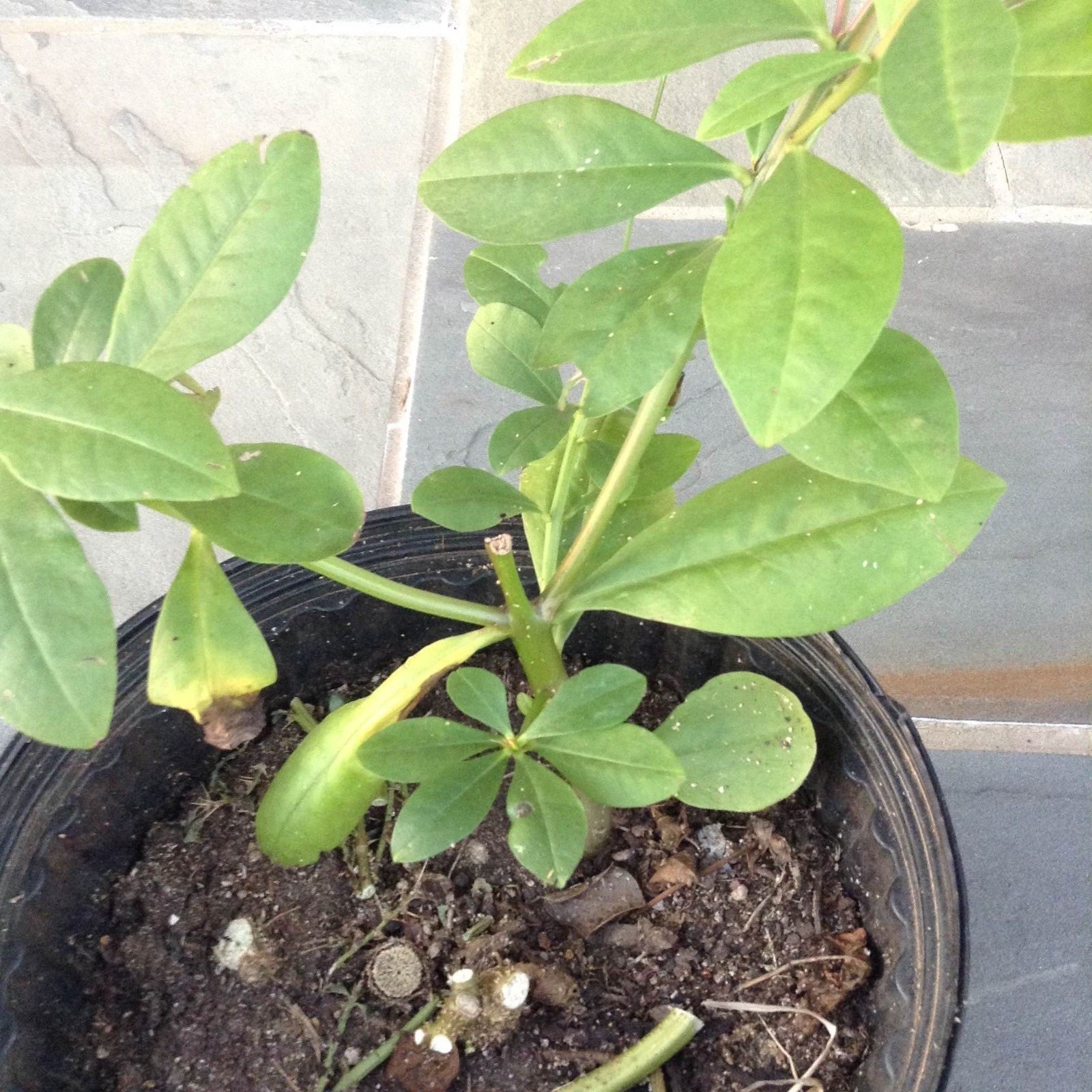 100 Seeds Jewels of Opar | Limon Chartreuse | Talinum paniculatum | Bonsai