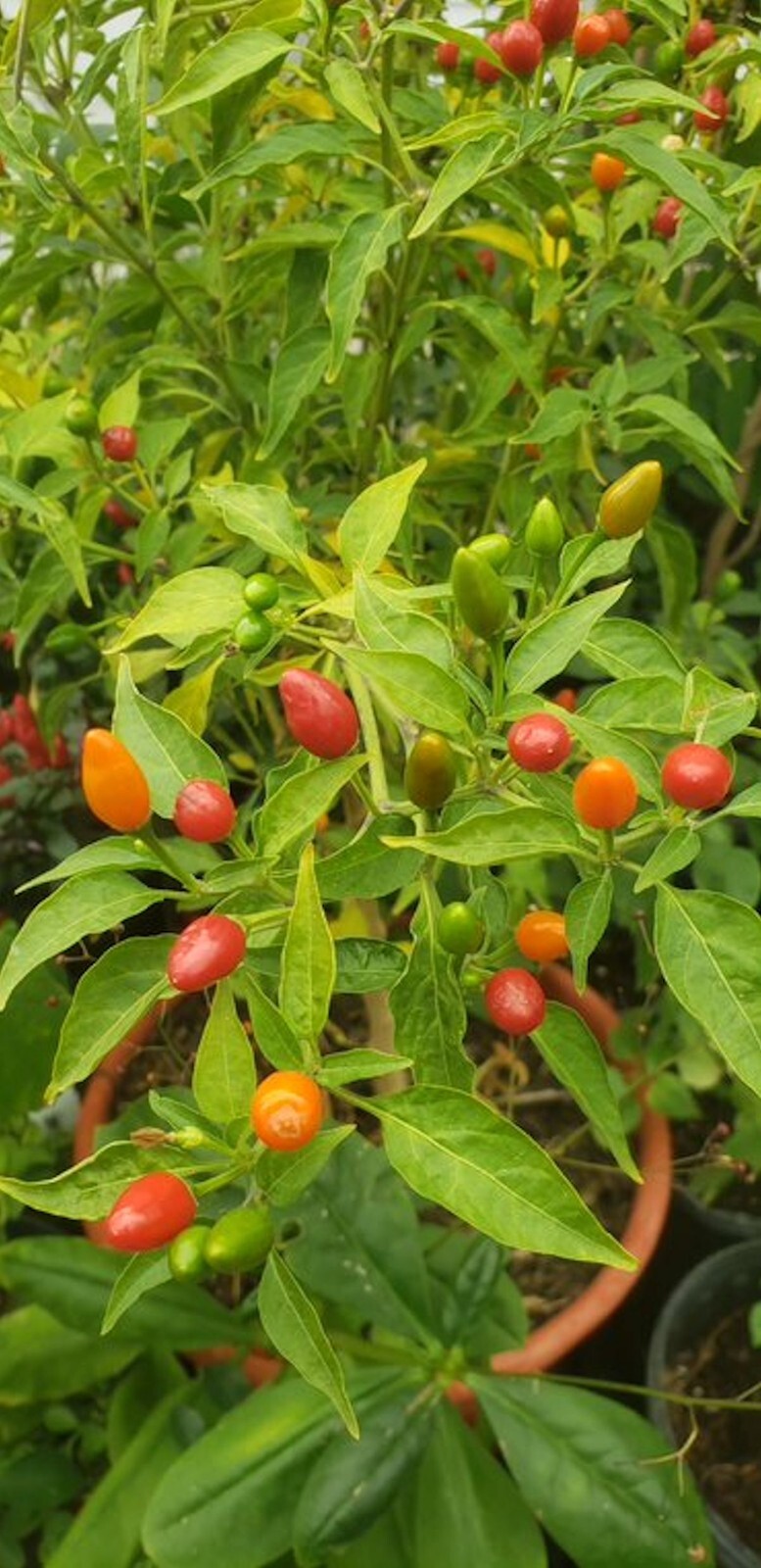 Vegetable Seeds -Hot Pequin Heirloom Chile Pepper -20 Seeds