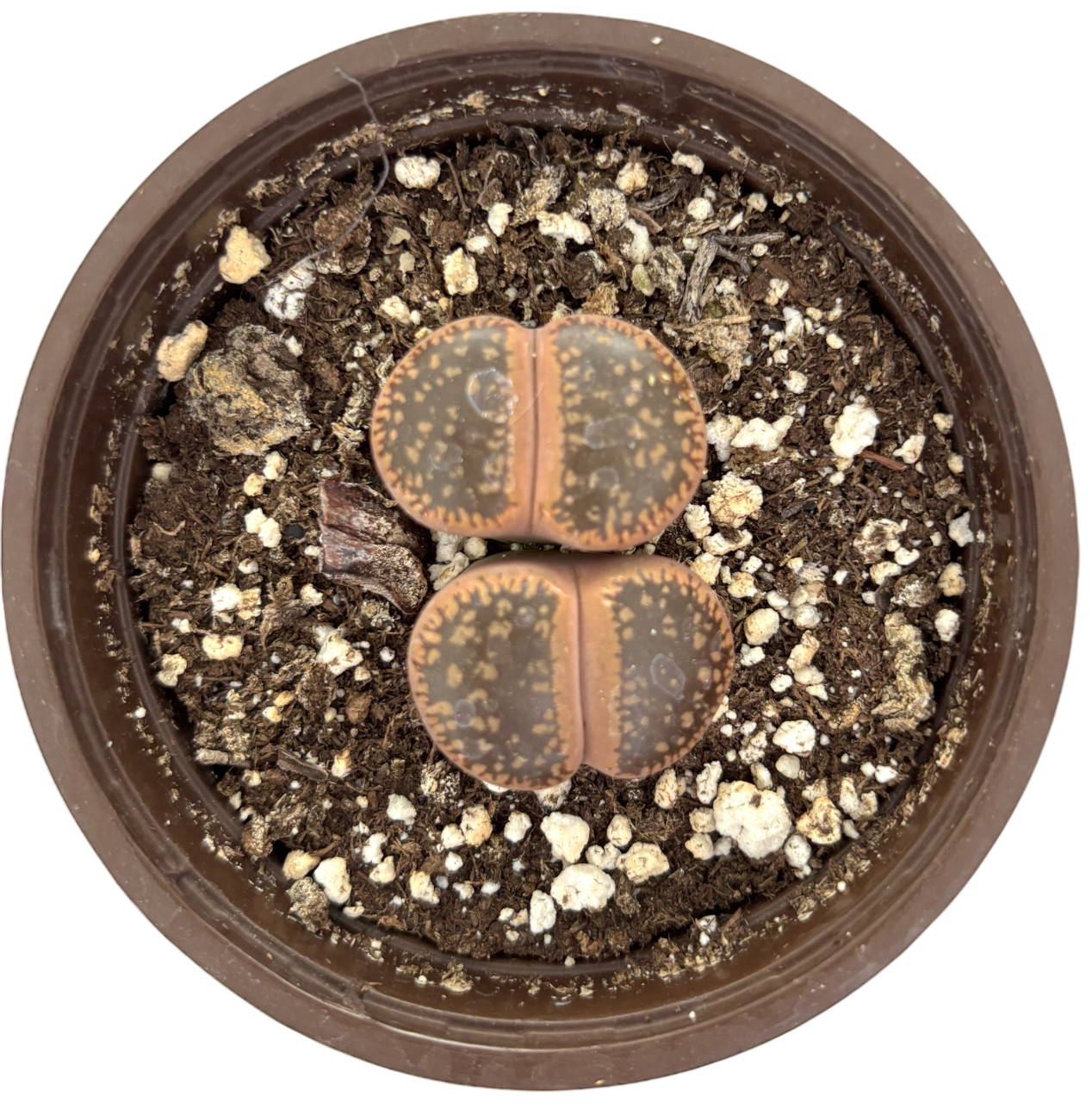 Was $20 Now $10 Lithops Live Succulent Plant, Large 4″ Pot, Rare Living Stone