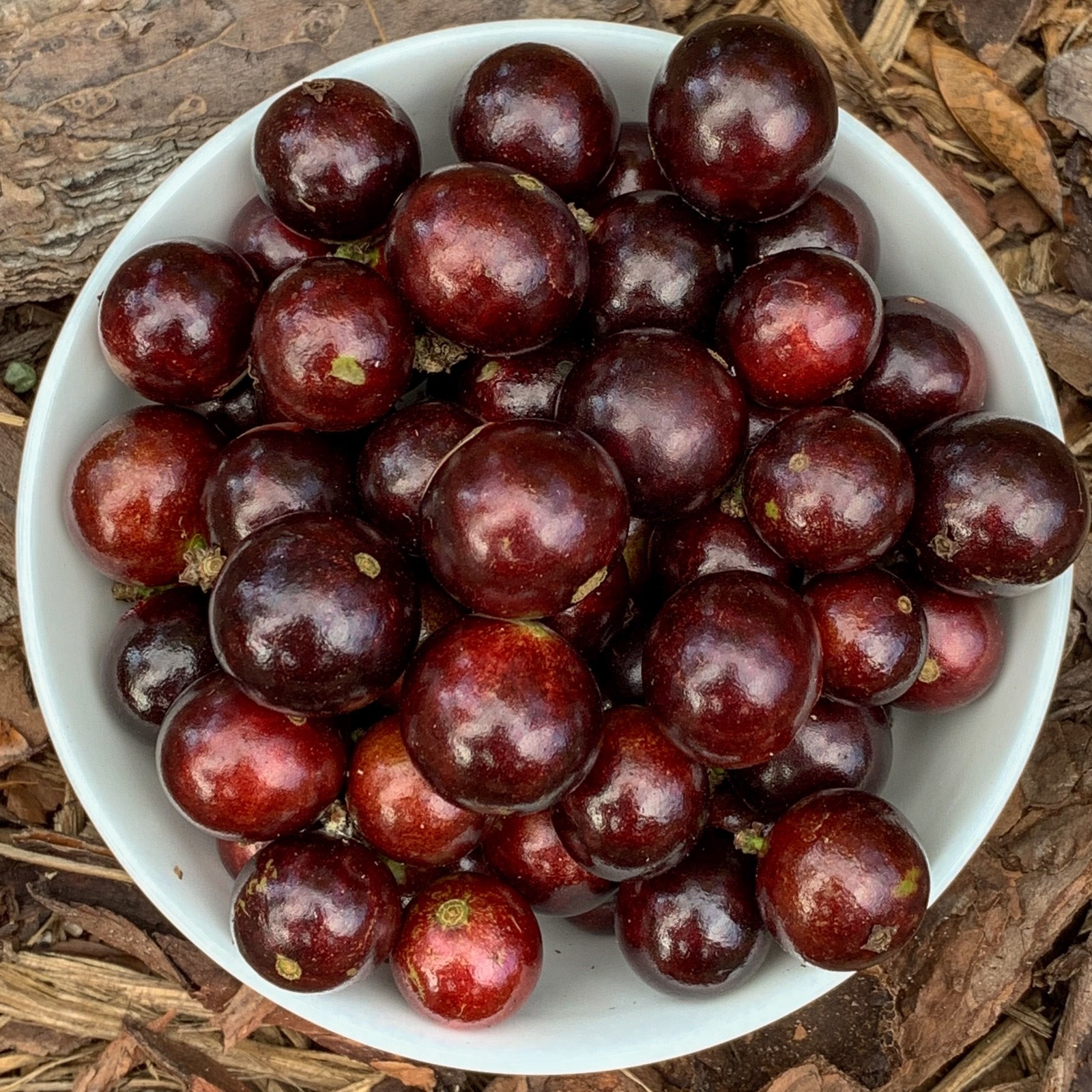 Red Hybrid Jaboticaba Myrciaria Plinia cauliflora x aureana Fruit Tree Plant