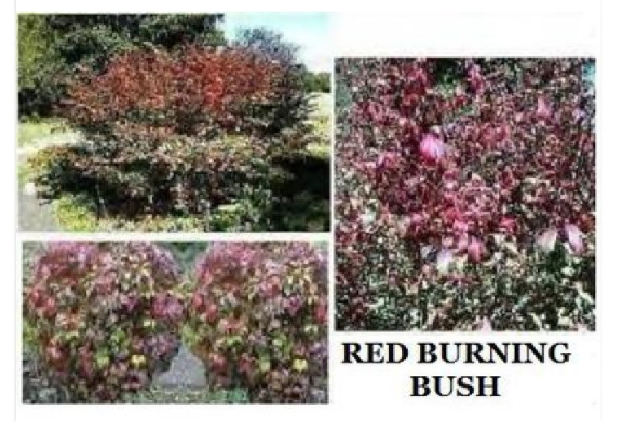 Red Burning Bush Tree Shrub Beautiful Fall Foliage 50 Seeds USA Seller